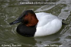 aythya valisineria