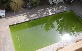 fish pools