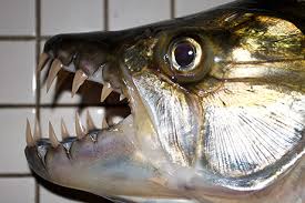 monster fish photos