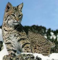 photo lynx