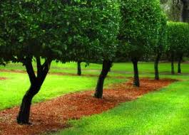 small trees for landscaping