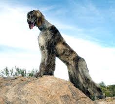 afghan hound dog