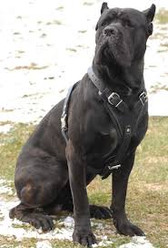 cane corso vs pitbull