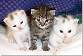 gatos bonitos