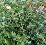 deer net