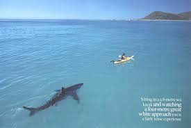 real sharks