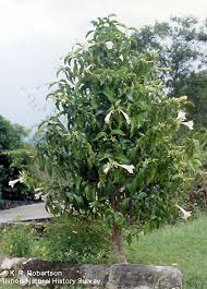 brugmansia tree