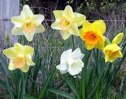 bulbs flowering