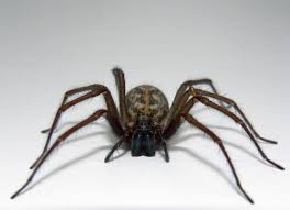 غرائب بعض الحيوانات  S_spider