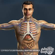 3d models anatomy