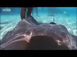 bbc wild caribbean