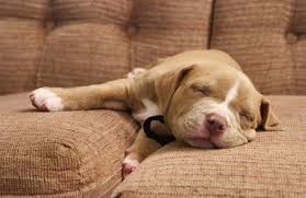 pit bull clothes