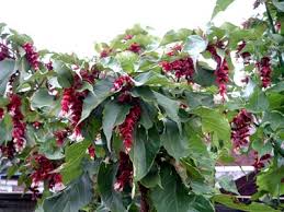 leycesteria formosa