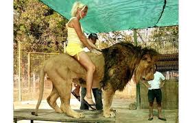 lion pic