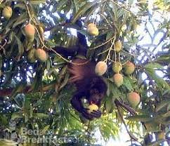 why monkeys live in trees