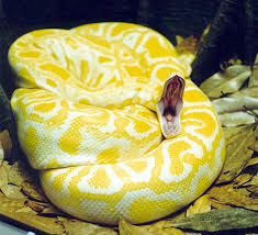 burmese python