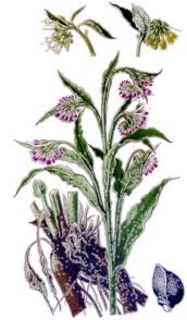 symphytum officinale