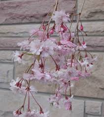 weeping higan cherry