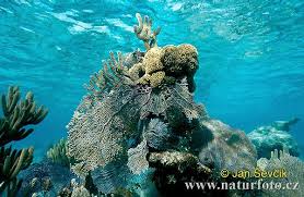 coral reef images