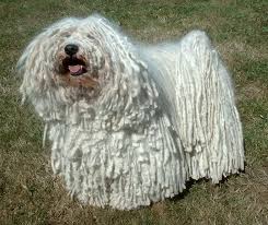 unique dogs