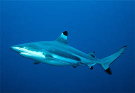 black tipped reef sharks