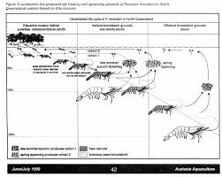 life cycle of a tiger