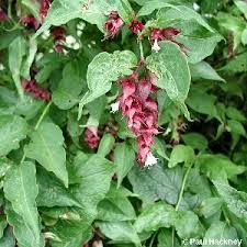 leycesteria formosa