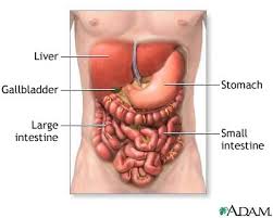 picture of the digestive system