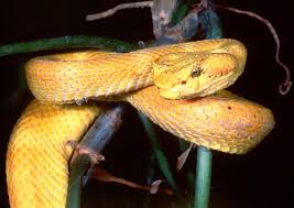 eyelash viper snake