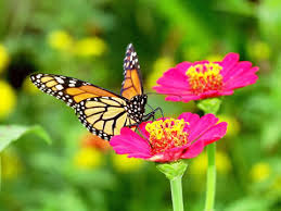 butterfly images