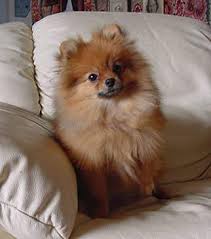 pomeranian dog