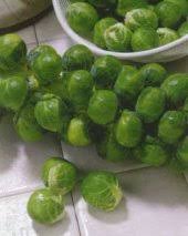 brussel sprout seeds