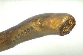 lamprey