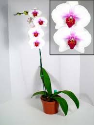 moth orchid