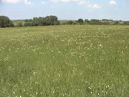 http://t0.gstatic.com/images?q=tbn:4Vfctv42MHzyqM:http://www.gourmetgrassfedbeef.com/wild%2520flowers%2520in%2520the%2520meadow.JPG