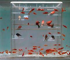 home aquariums