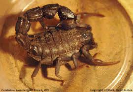 dangerous scorpions