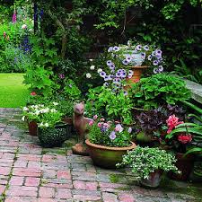 containers plants