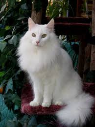 chat semi angora