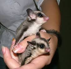 sugar glider pets