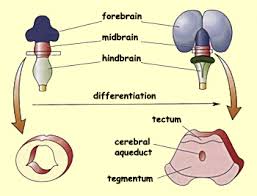 diencephalon