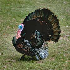 http://t0.gstatic.com/images?q=tbn:4bNQ5elT5iC_JM:http://www.netstate.com/states/symb/gamebirds/images/wild_turkey.jpg