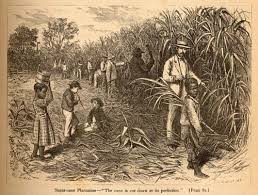 sugar plantation