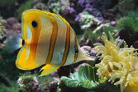 tropical fish species pictures