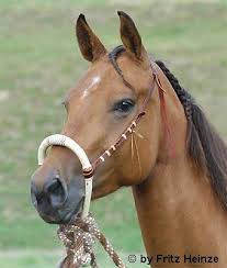 bosal