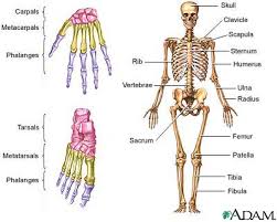 skeleton images