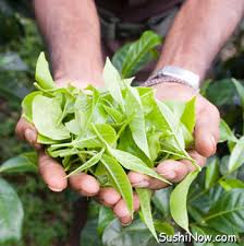 green tea leaves