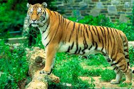 des tigres