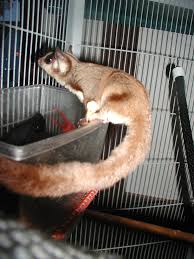 sugar glider pets