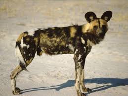 african wild dog
